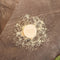 BASIS SENSITIV | Shampoo Bar