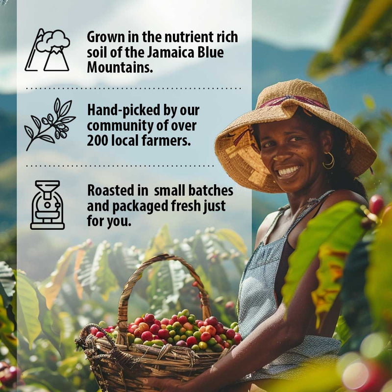 Jahva Coffee 100% Jamaican Blue Mountain Coffee, 16oz