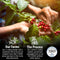 Jahva Coffee 100% Jamaican Blue Mountain Coffee, 16oz